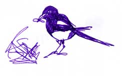 Yellow-billed magpie, pen and ink