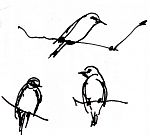 Western Bluebirds: pen and ink