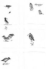 birds at the bypass: pen and ink
