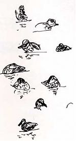 possible garganey, pen and ink