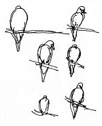 mourning dove: pen and ink mourning dove: pen and ink