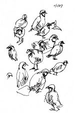 Red-legged partridge, pen and ink Red-legged partridge, pen and ink