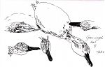 green-winged teal, female: pen and ink green-winged teal, female: pen and ink