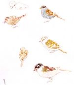 White-crowned sparrow: sepia pen and wash