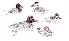 scaups and ruddy ducks
