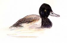 Greater scaup, post-wash, in pool