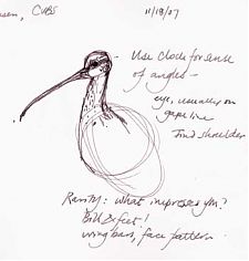 Long-billed curlew, pen and ink
