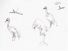 Sandhill cranes, pen and ink