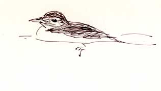 rhinoceros auklet, pen and ink
