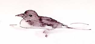 rhinoceros auklet, pen and ink, water applied