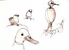 White-crowned sparrow, great egret, mallard: sepia pen and wash