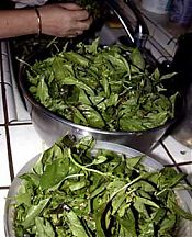 Lots of basil