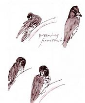 Peregrine falcon, pen and wash