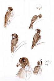 Peregrine falcon, Derwent Signature