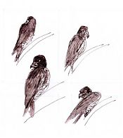 Peregrine falcon, pen and wash