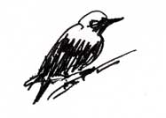 starling, pen and ink