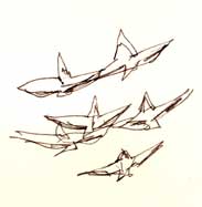 White pelicans, pen and ink
