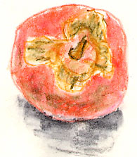 Persimmon