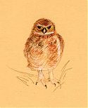 burrowing owl, Derwent coloursoft on Canson mi-teintes