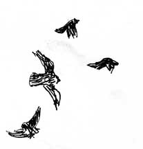 American crows: pen and ink