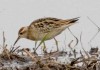 Sharp-tailed Sandpiper Sharp-tailed Sandpiper