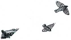 Turkey vulture and crows in flight