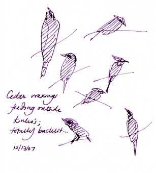 Cedar waxwings, pen and ink