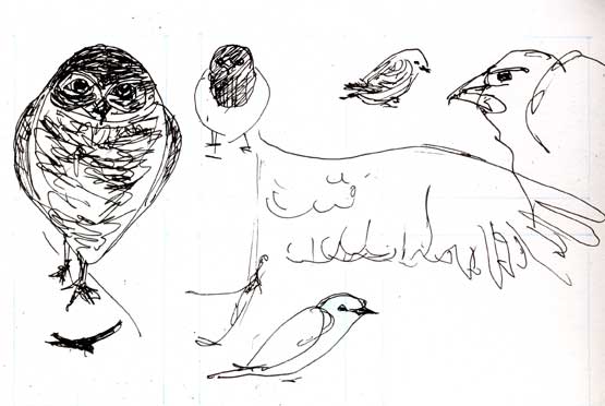 A morning at the raptor center