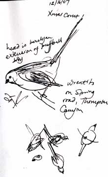 Wrentit: pen and ink