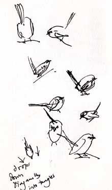 Wrentit: pen and ink