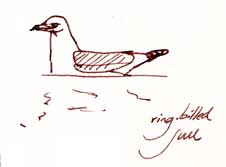 Ring-billed gull, pen and ink Ring-billed gull, pen and ink