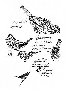 Lincoln's sparrow, pen and ink Lincoln's sparrow, pen and ink