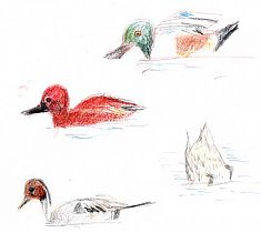 shoveler, cinammon teal, pintail-- Prismacolor shoveler, cinammon teal, pintail-- Prismacolor
