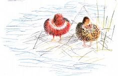 Cinnamon teal pair, Prismacolor Cinnamon teal pair, Prismacolor