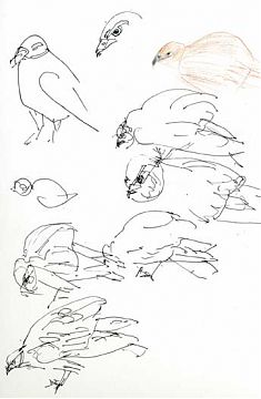 Immature northern harrier: pen and ink Immature northern harrier: pen and ink