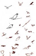 Birds from the train Birds from the train
