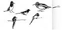Yellow-billed magpies, pen and ink Yellow-billed magpies, pen and ink