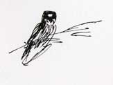 Merlin -- pen and ink Merlin -- pen and ink