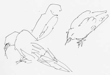 American crow -- pen and ink