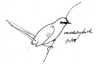 Northern mockingbird, pen and ink