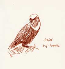 Rough-legged hawk, pen and ink