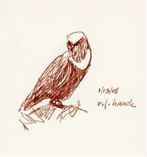 Rough-legged hawk, pen and ink