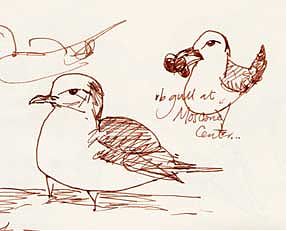 ring-billed gull, pen and ink
