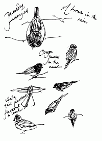 Oregon juncos: pen and ink