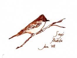 Say's phoebe: pen and ink