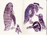 Magellanic penguin pen and wash