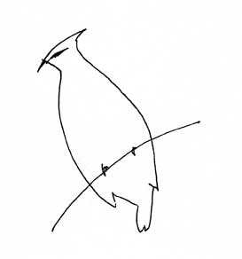 Cedar waxwing, pen and ink