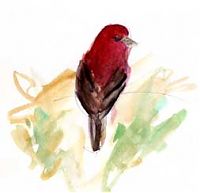 house finch, watercolor on sketching paper