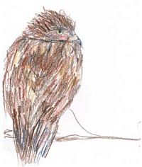 Red-tailed hawk, Prismacolor