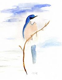 Western scrub-jay, watercolor on Arches